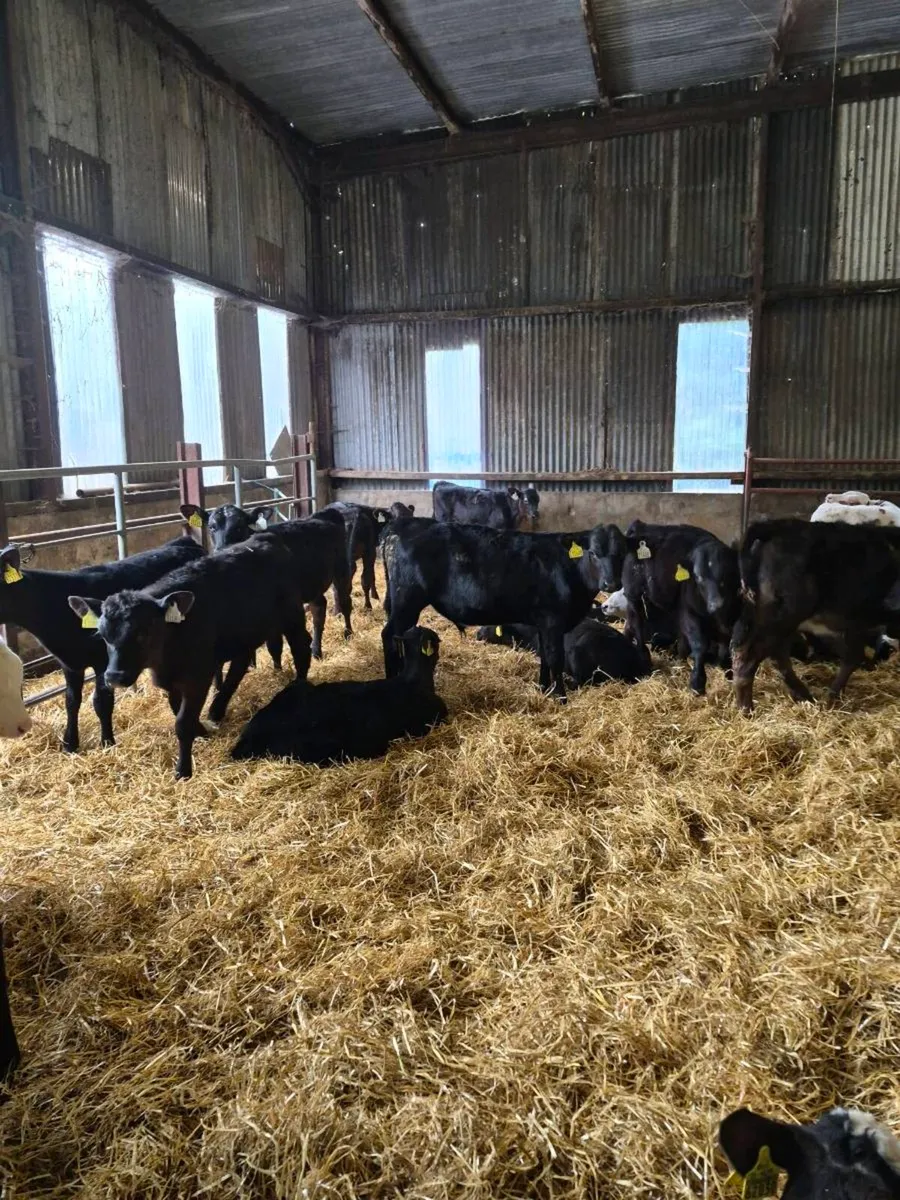 Hereford ,angus ,bb,sim  heifers - Image 1