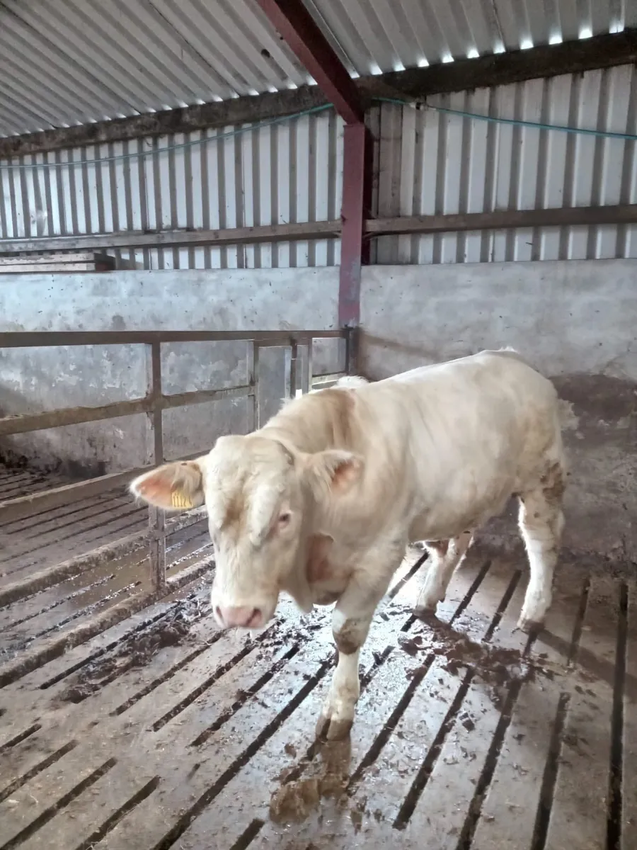 PBNR Charolais Bull - Image 4