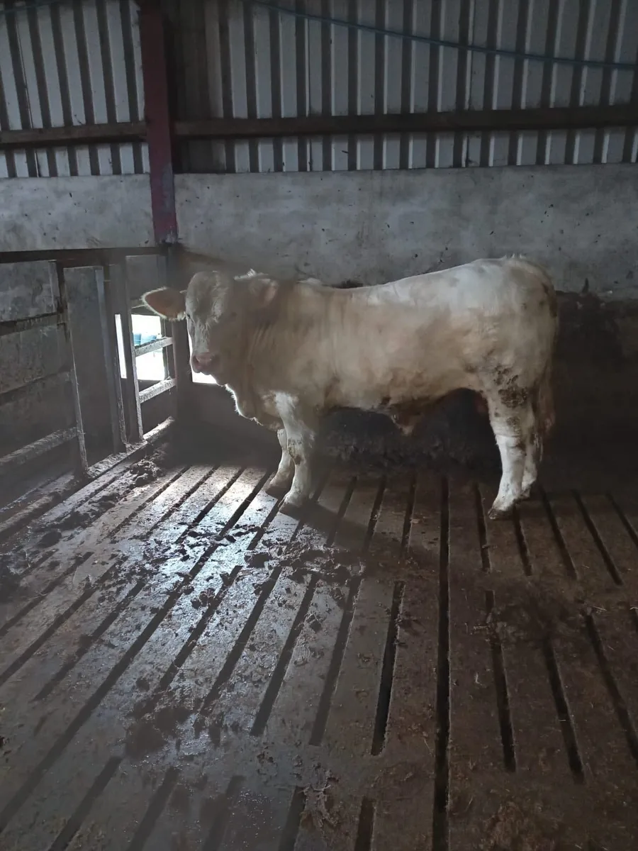 PBNR Charolais Bull - Image 1