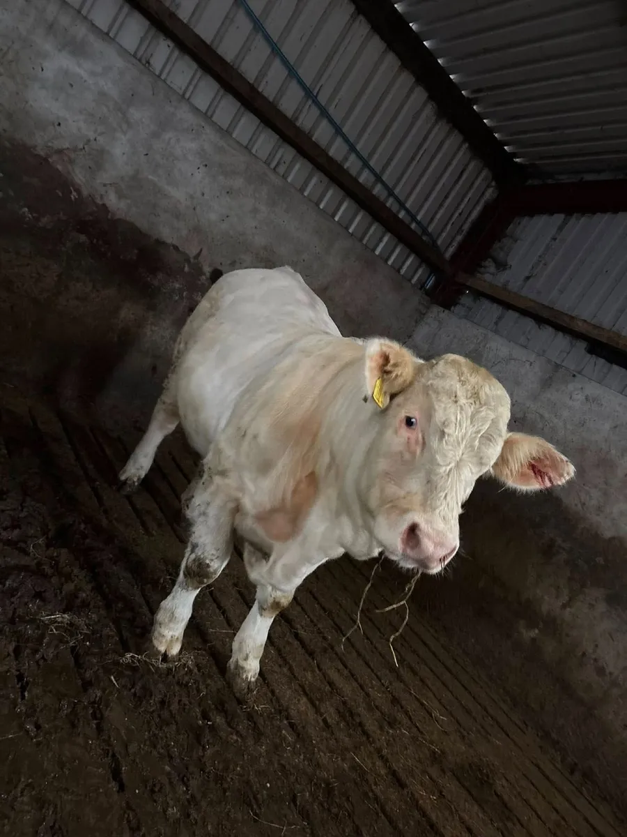 PBNR Charolais Bull - Image 2