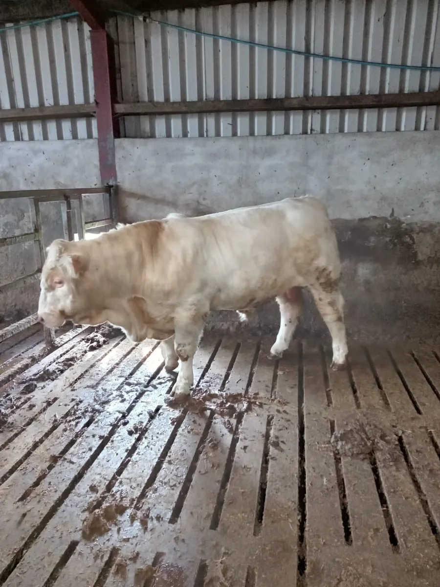 PBNR Charolais Bull - Image 3