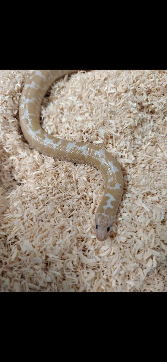 snake