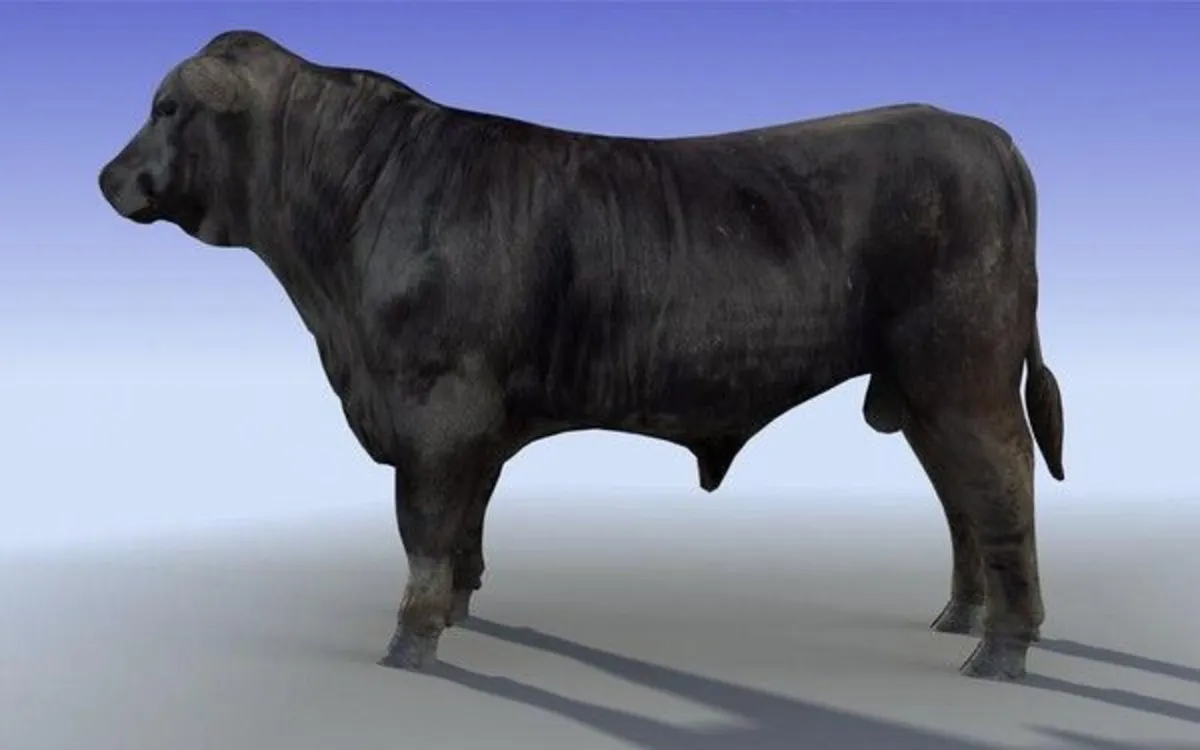 BULL SALE - Image 1