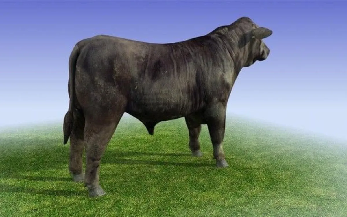BULL SALE - Image 2
