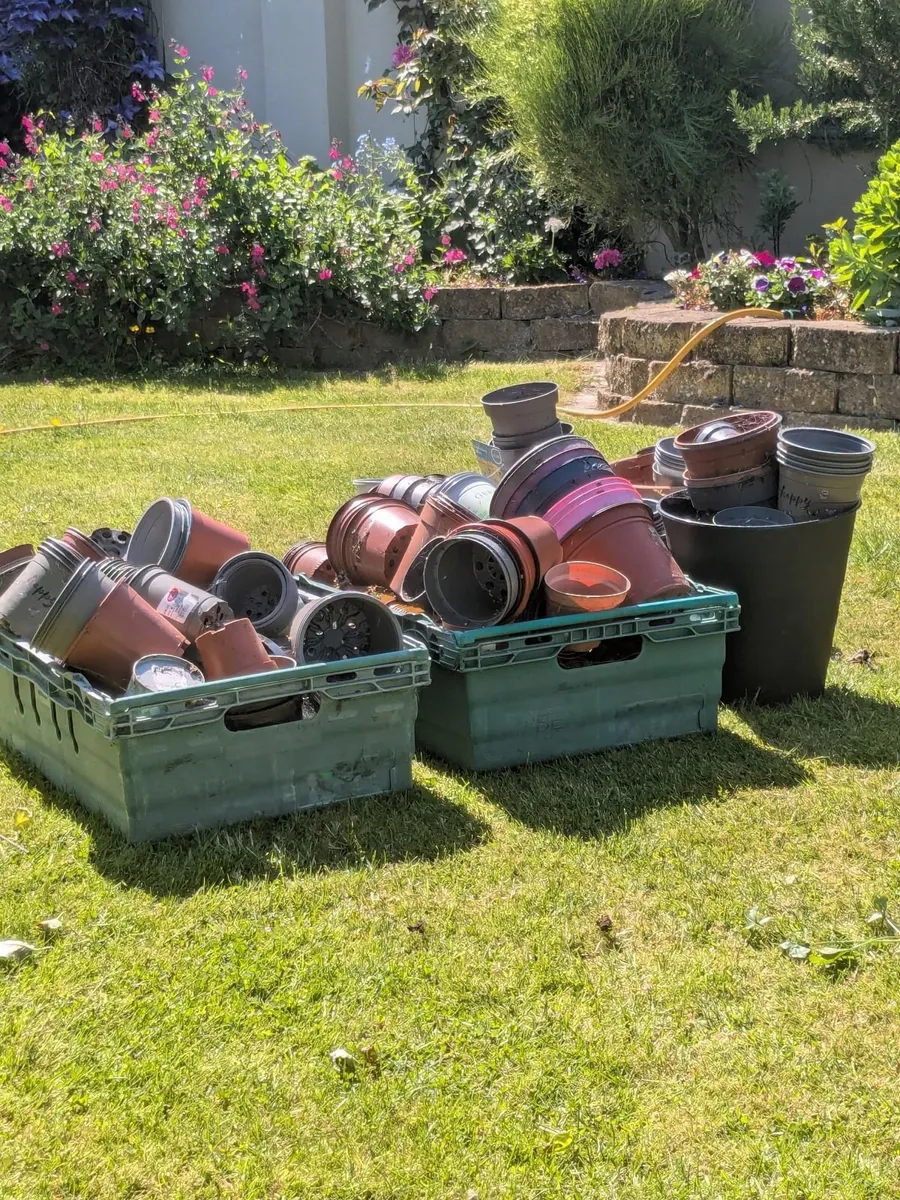 Free flower pots - Image 4