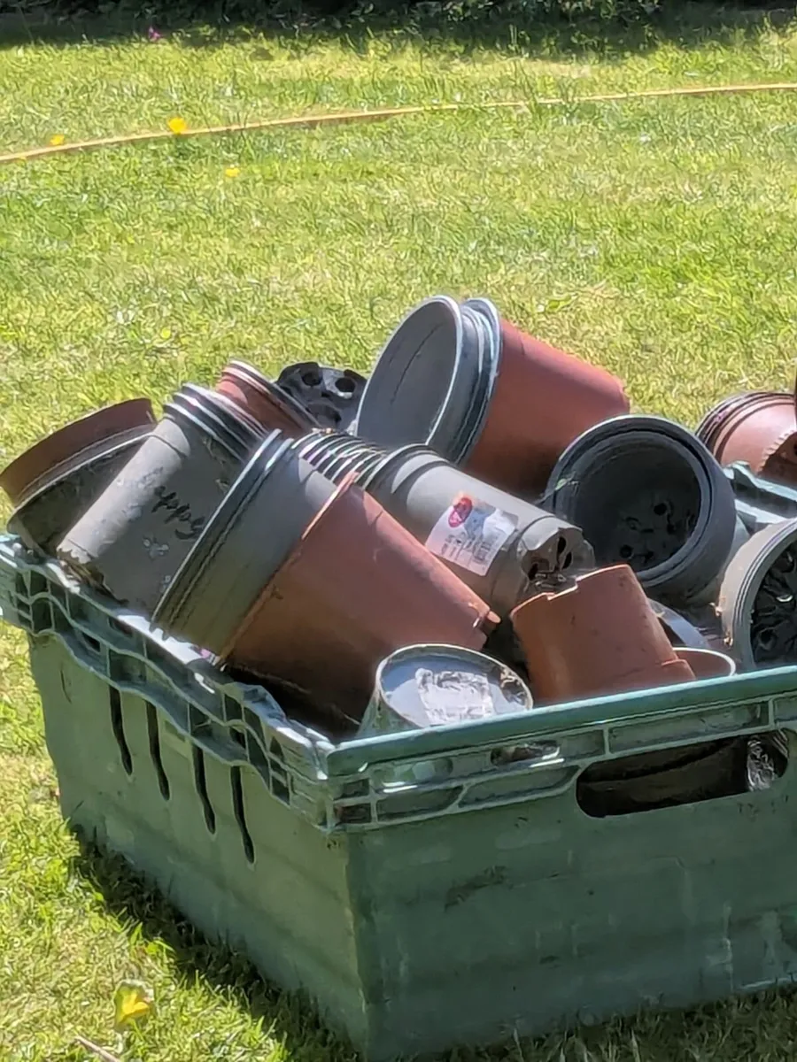 Free flower pots - Image 2