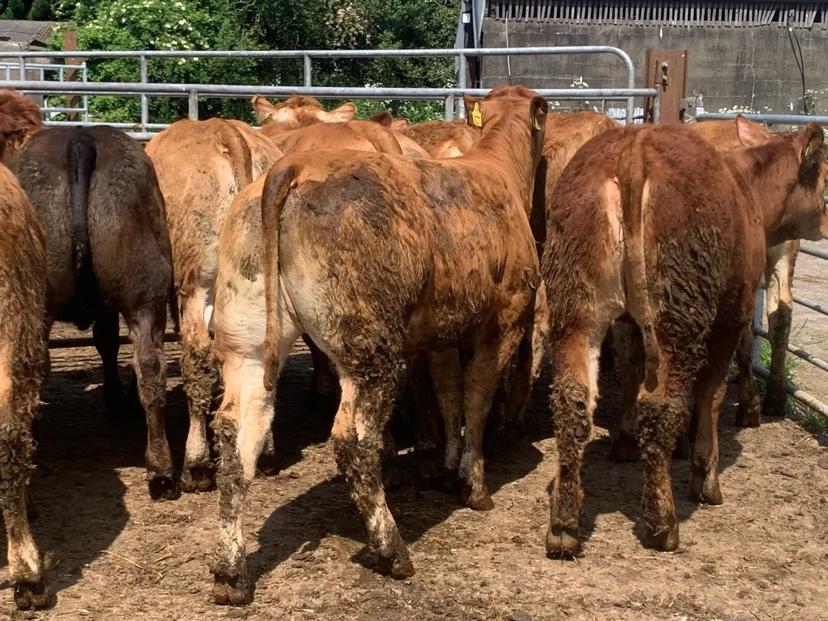 15 limousine heifers 330kg - Image 1