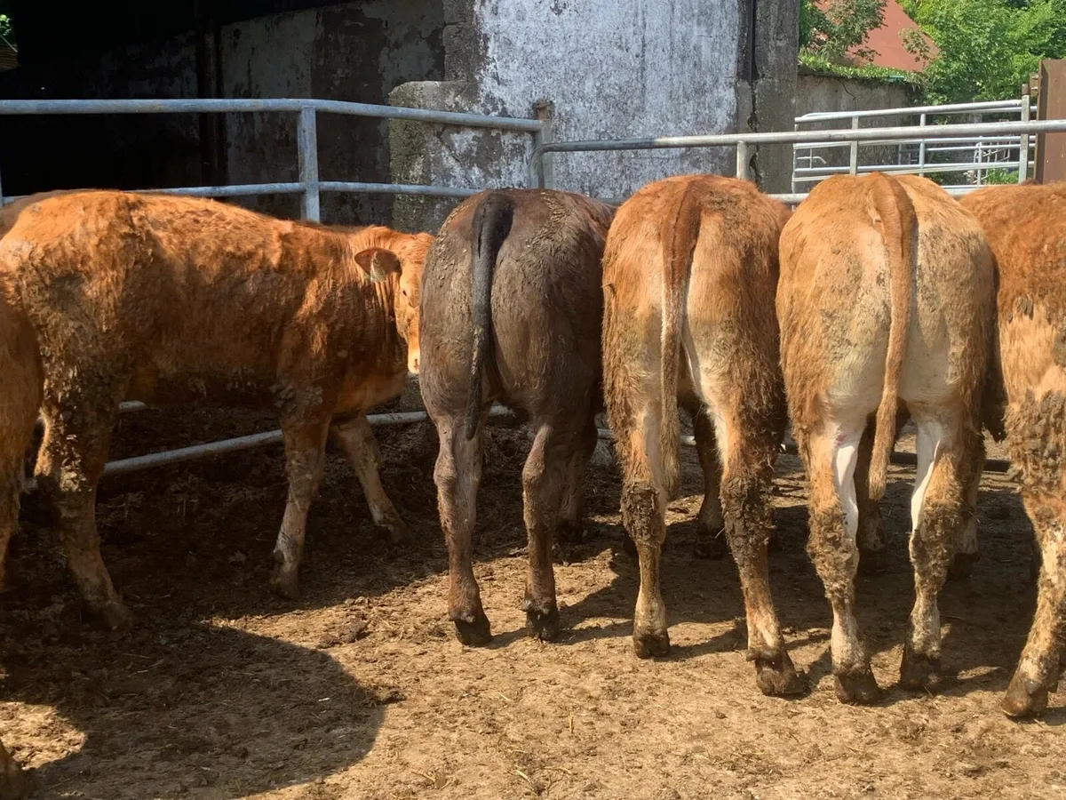 15 limousine heifers 330kg - Image 2