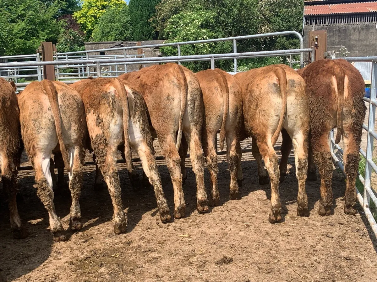 15 limousine heifers 330kg - Image 3
