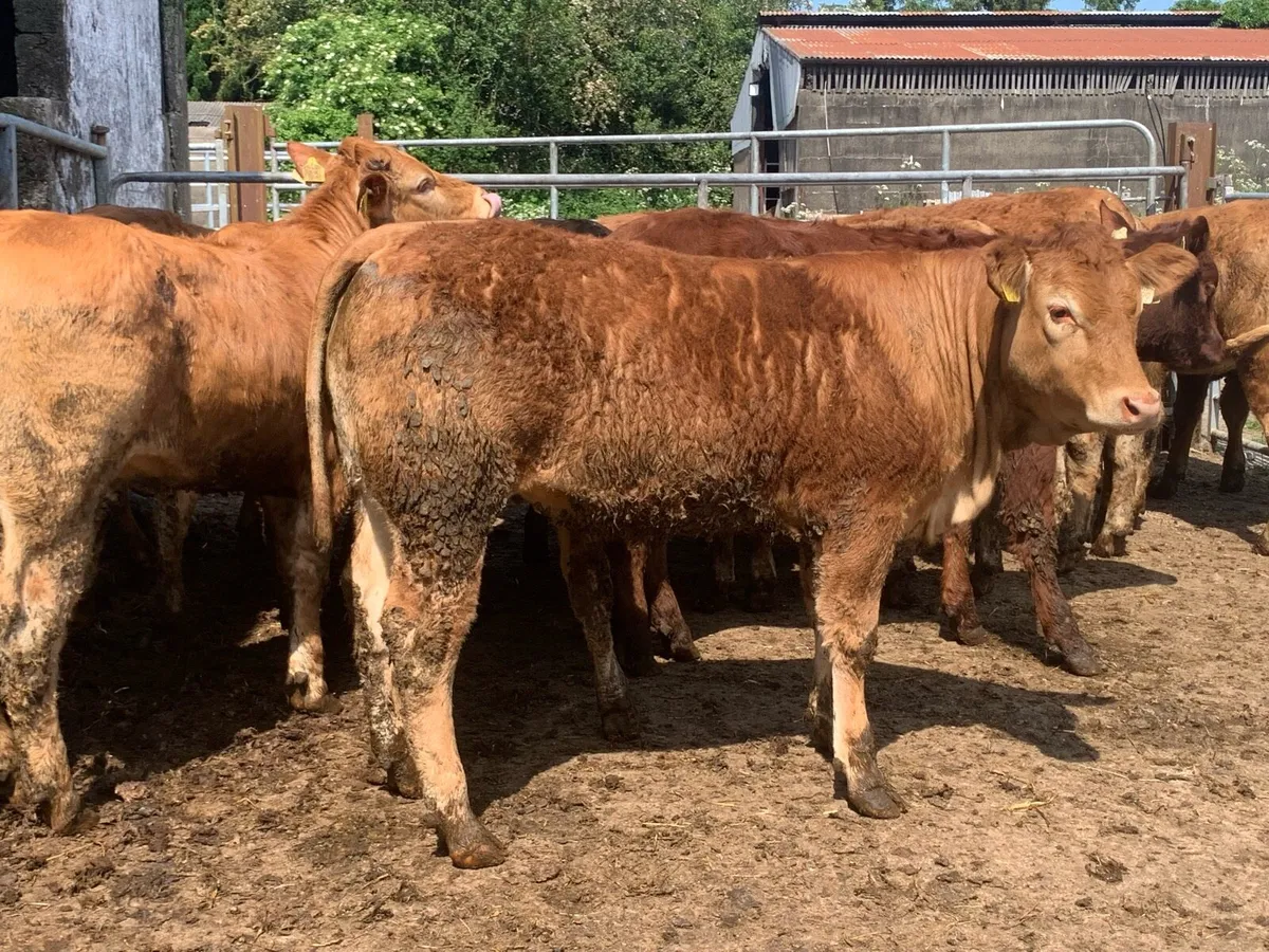 15 limousine heifers 330kg - Image 4