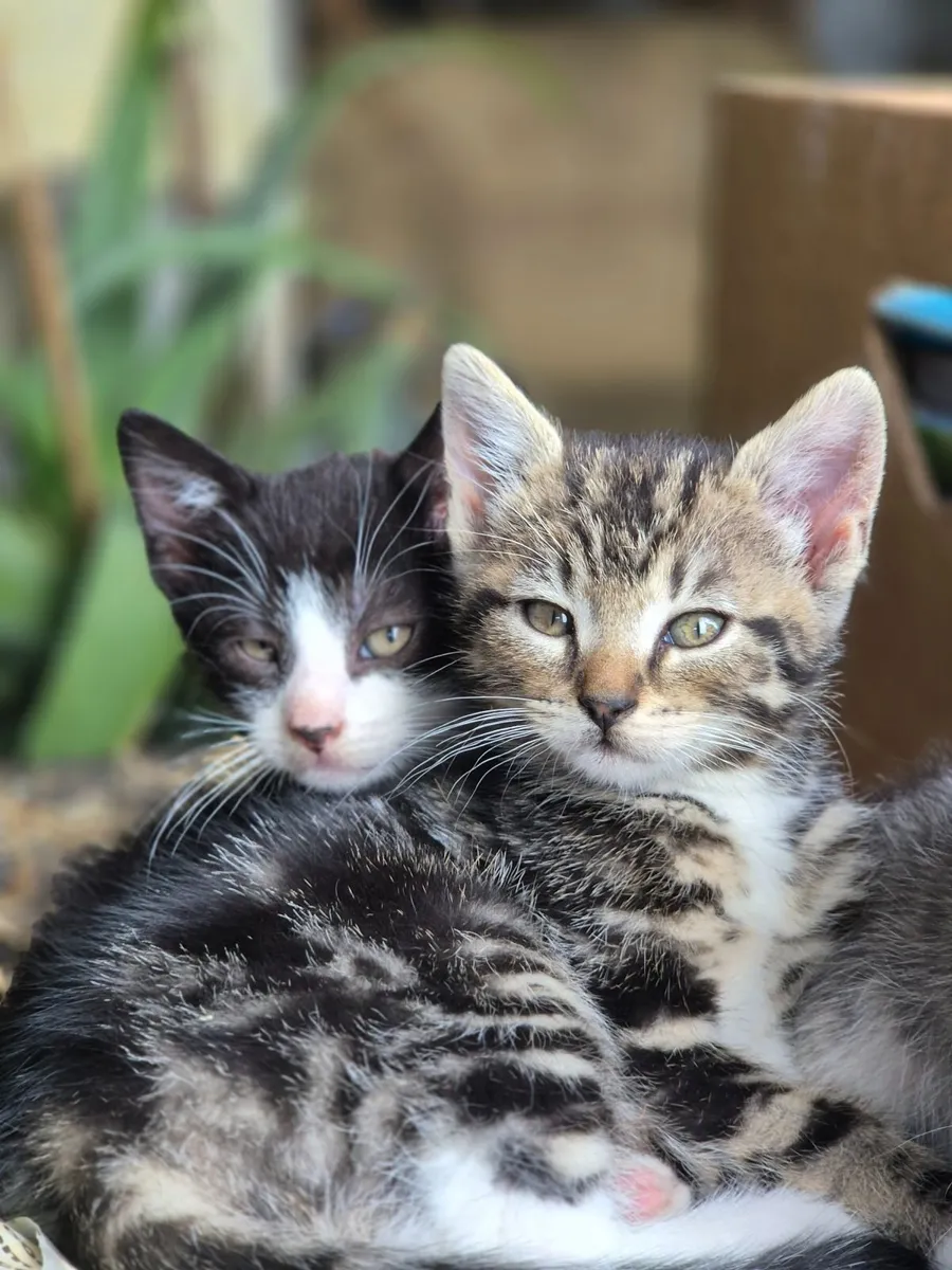 Adorable, playful kittens - Image 1
