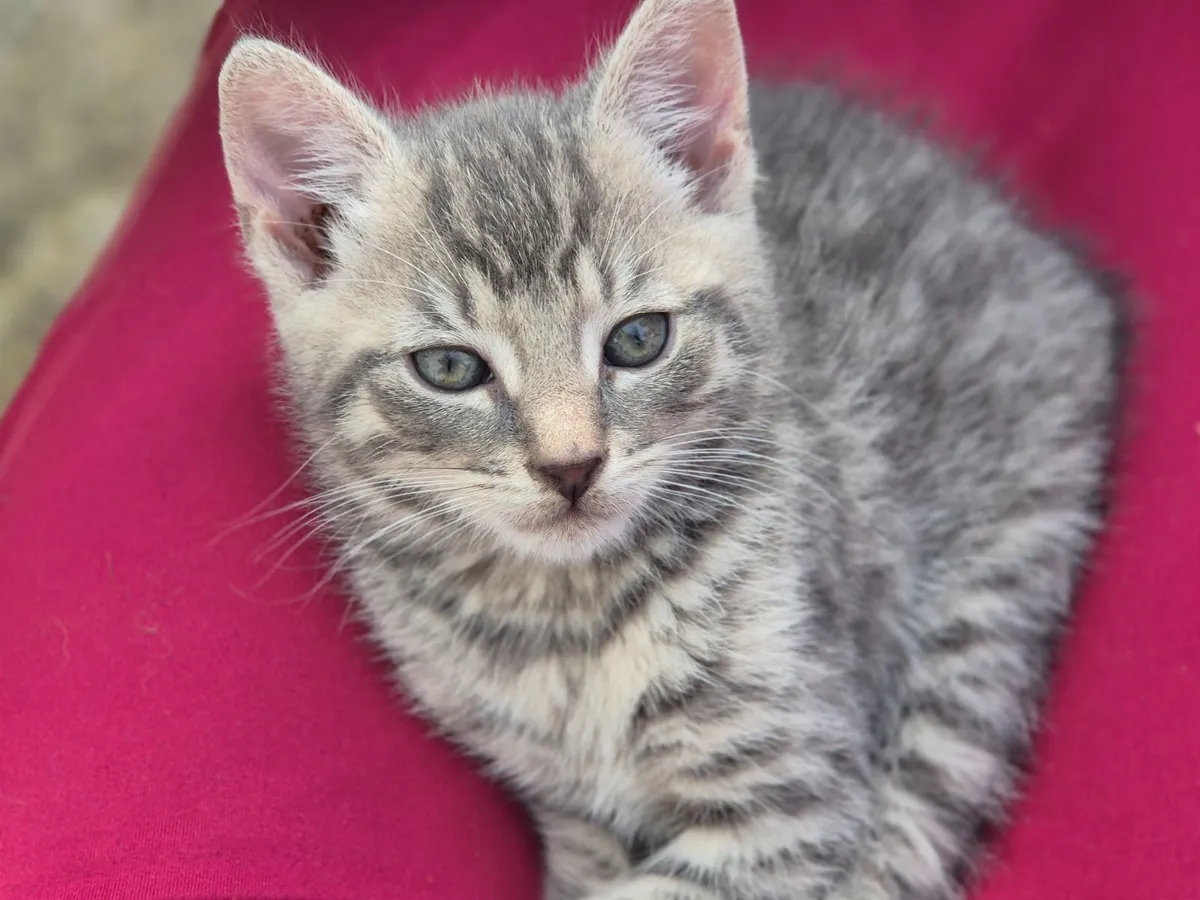 Adorable, playful kittens - Image 2