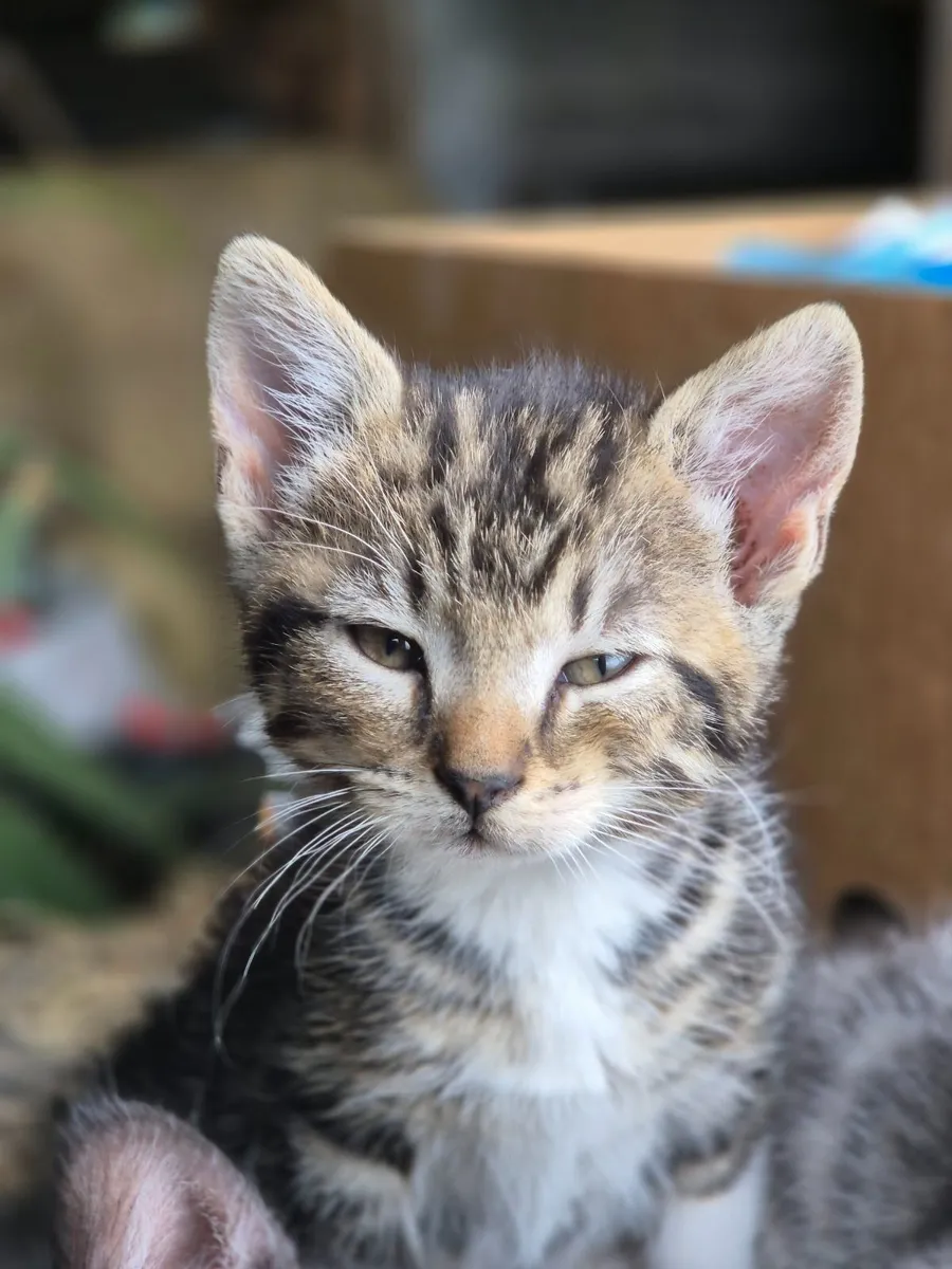 Adorable, playful kittens - Image 3