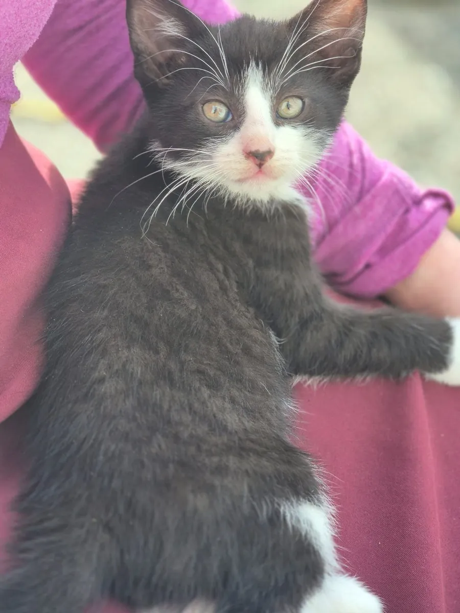 Adorable, playful kittens - Image 4