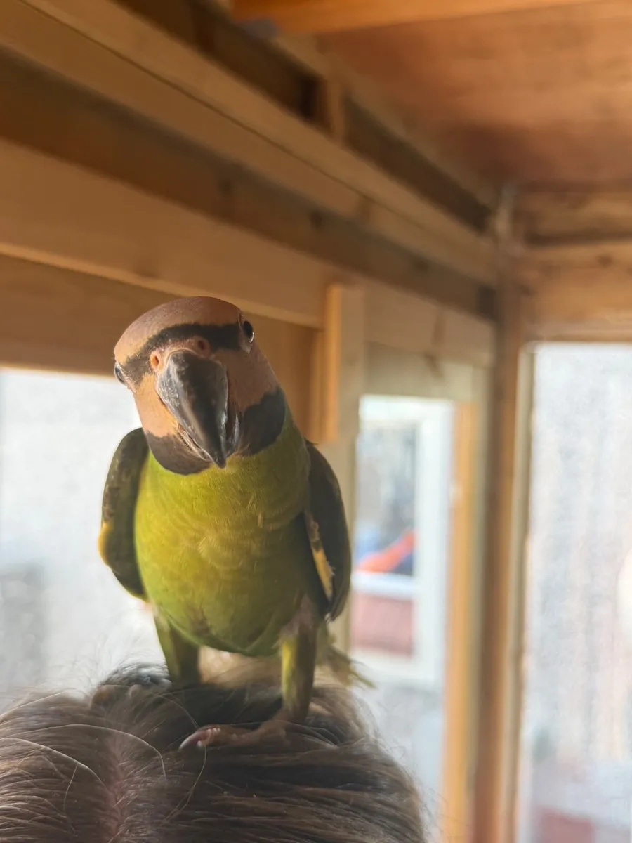Hand-Reared Moustache Parakeet - Image 2