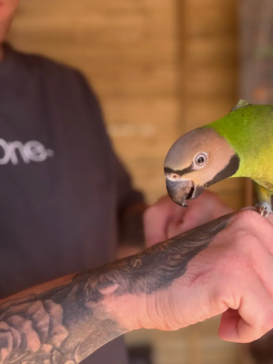 Hand-Reared Moustache Parakeet - Image 3