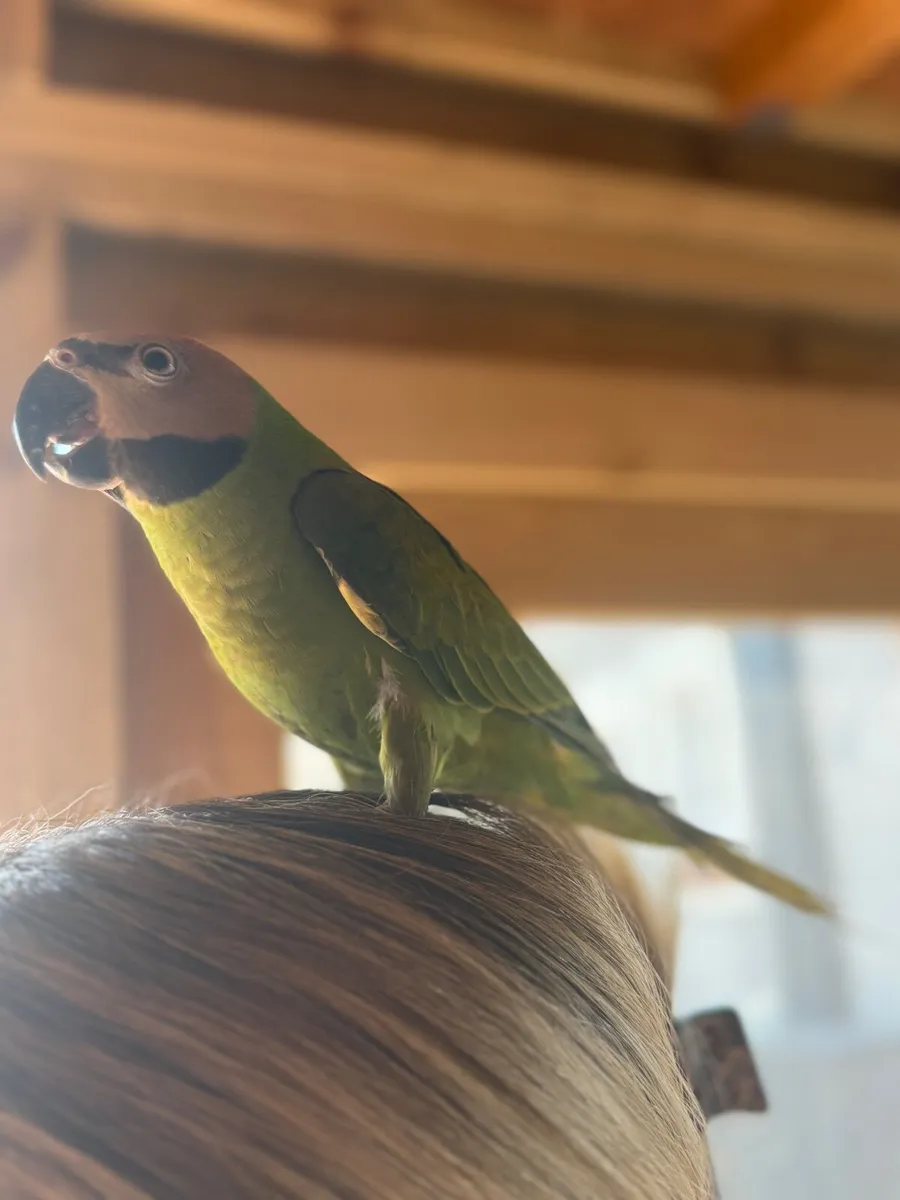 Hand-Reared Moustache Parakeet - Image 4