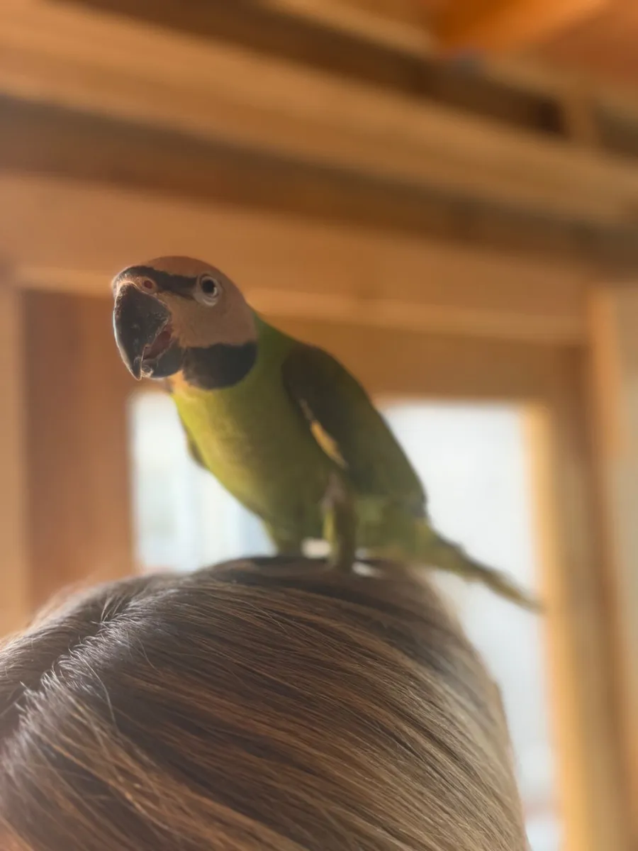 Hand-Reared Moustache Parakeet - Image 1