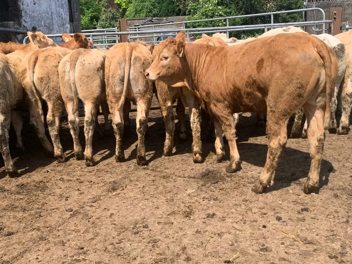 14 charlaois heifers 330kg - Image 3