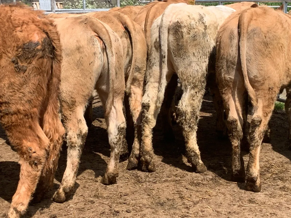 14 charlaois heifers 330kg - Image 4