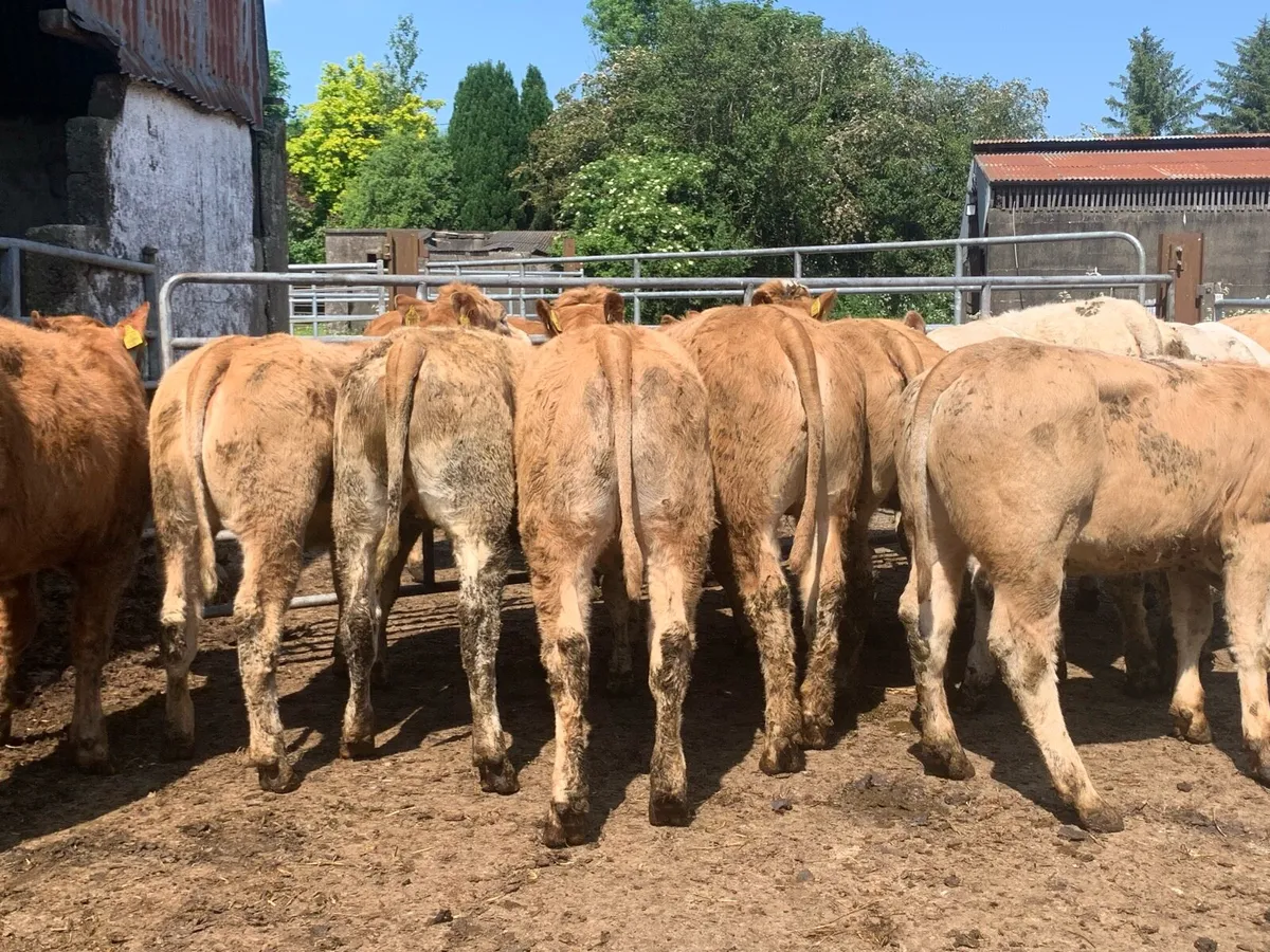 14 charlaois heifers 330kg - Image 2