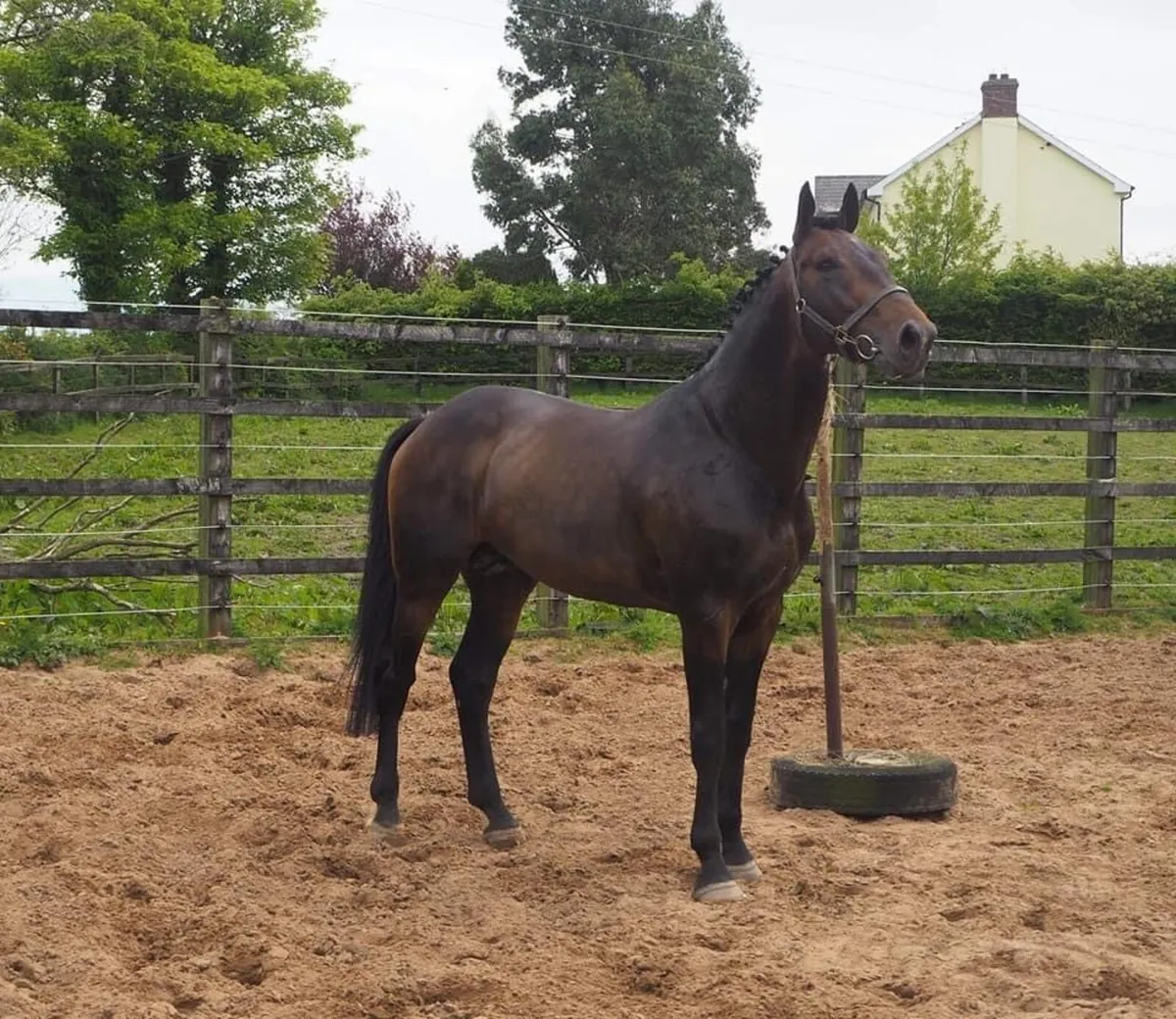Stallions at Stud - Image 3