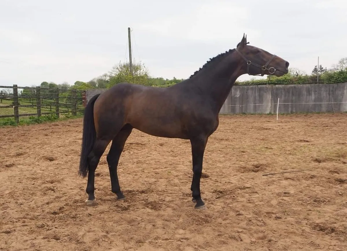 Stallions at Stud - Image 2