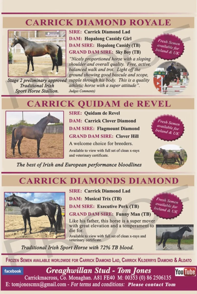 Stallions at Stud - Image 1