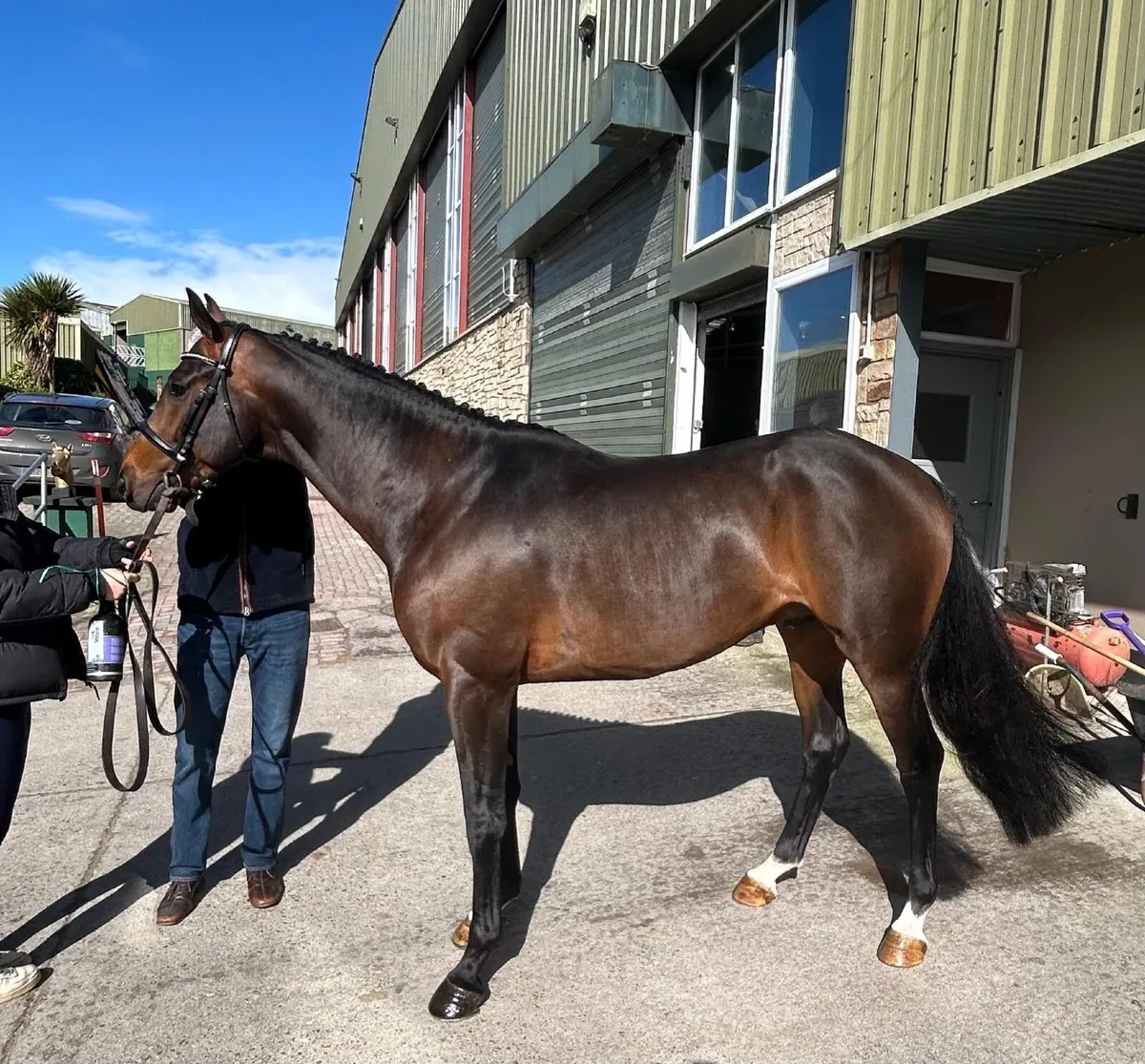 Stallions at Stud - Image 4