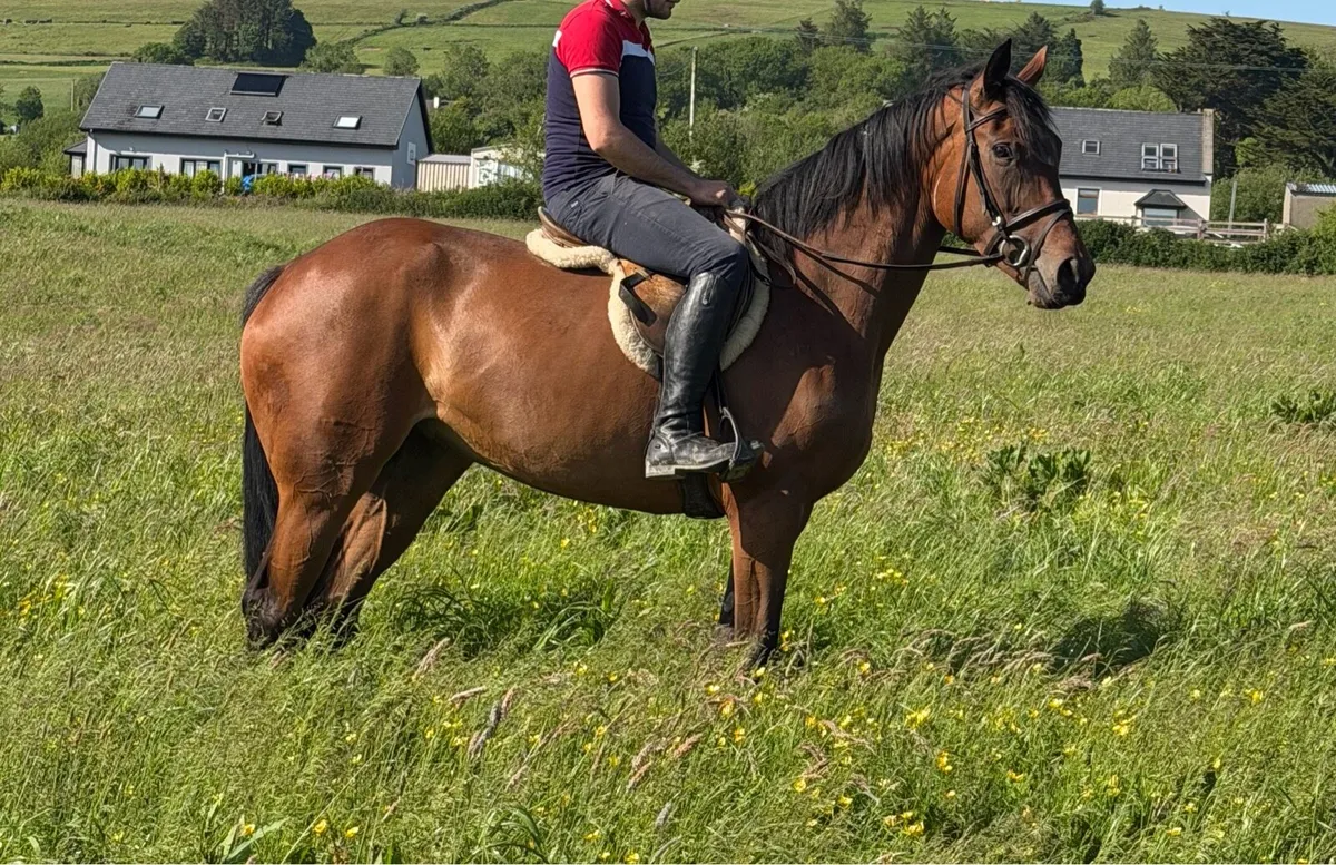 🌟 Stunning 4-Year-Old Mare – Quiet & Genuine 🌟 - Image 1
