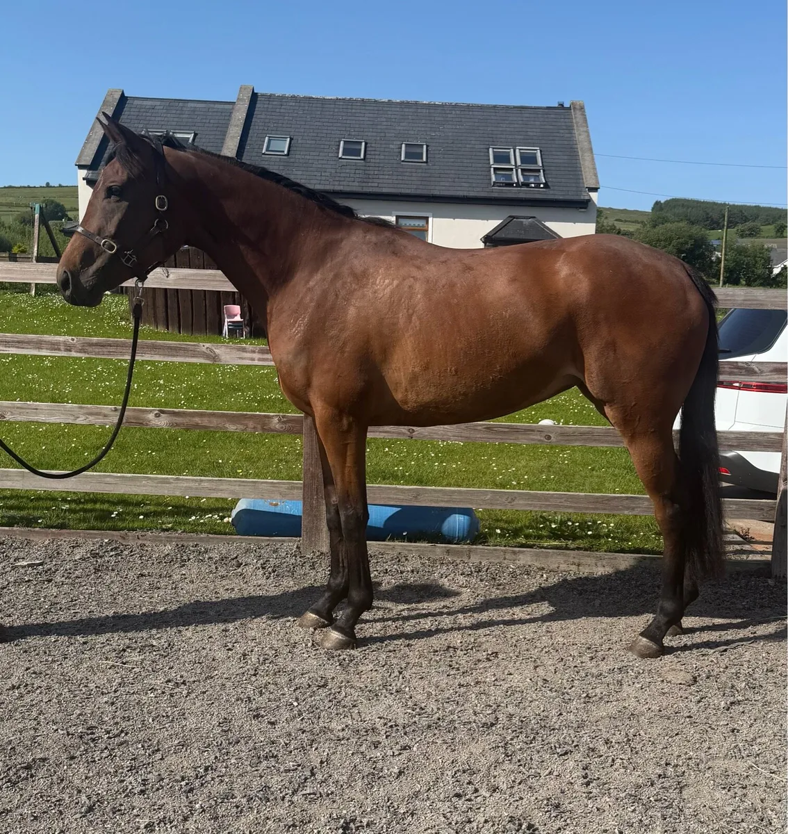 🌟 Stunning 4-Year-Old Mare – Quiet & Genuine 🌟 - Image 3