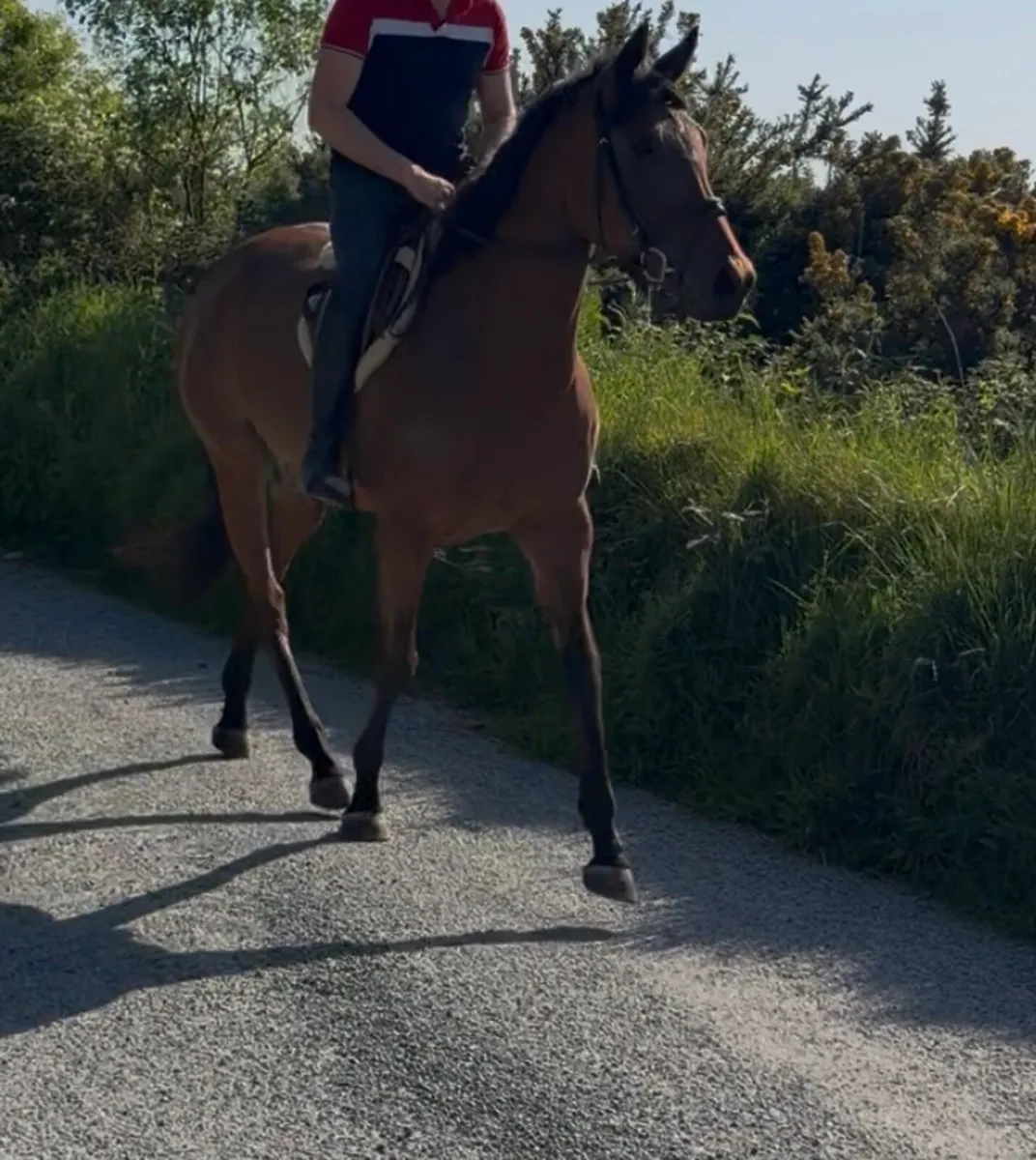 🌟 Stunning 4-Year-Old Mare – Quiet & Genuine 🌟 - Image 4