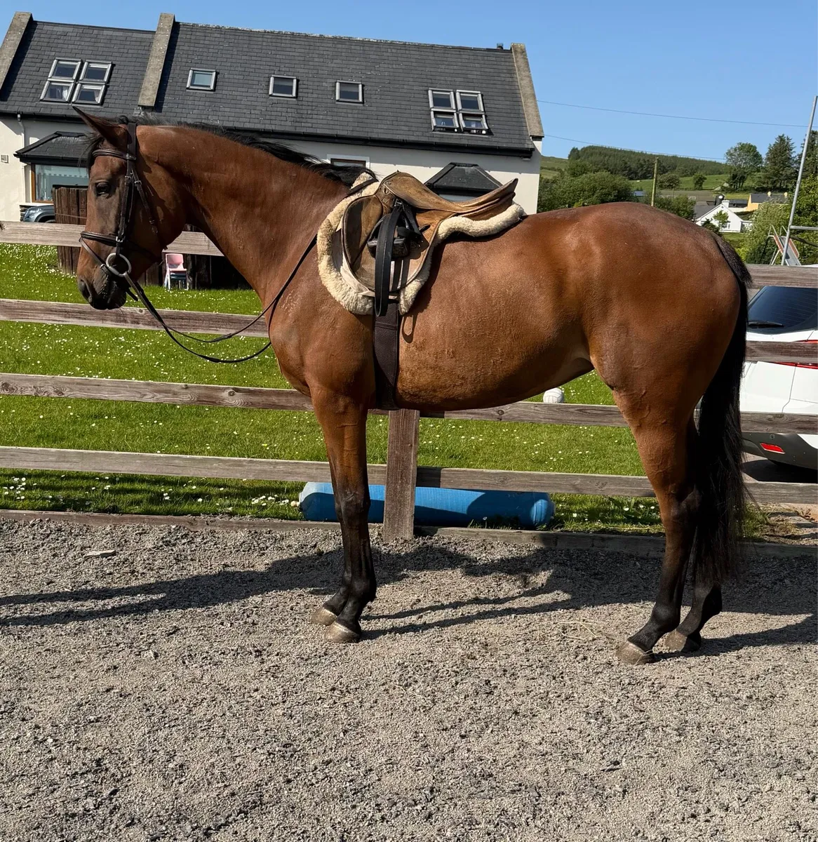 🌟 Stunning 4-Year-Old Mare – Quiet & Genuine 🌟 - Image 2