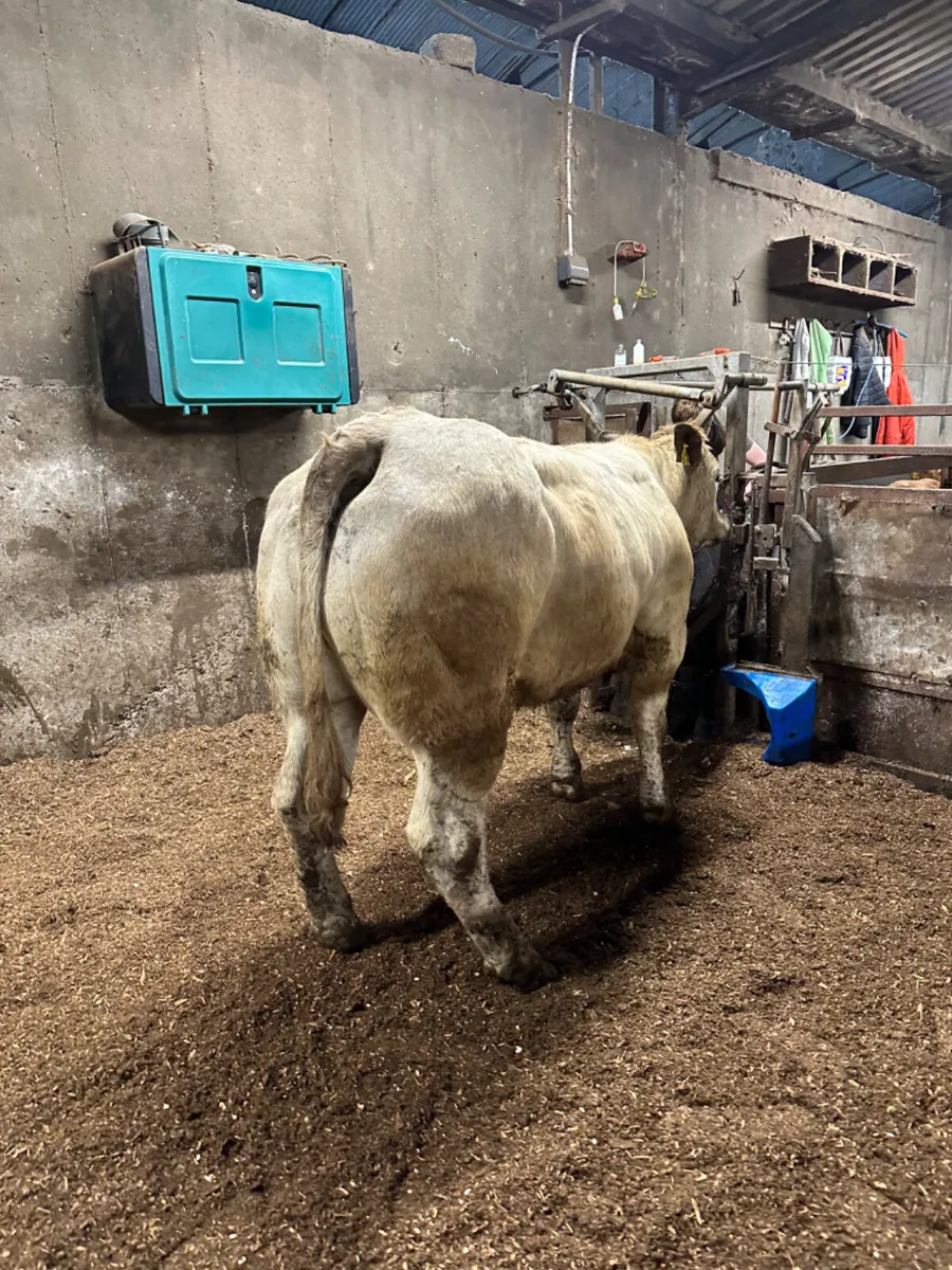 Springing Charolais heifer - Image 3