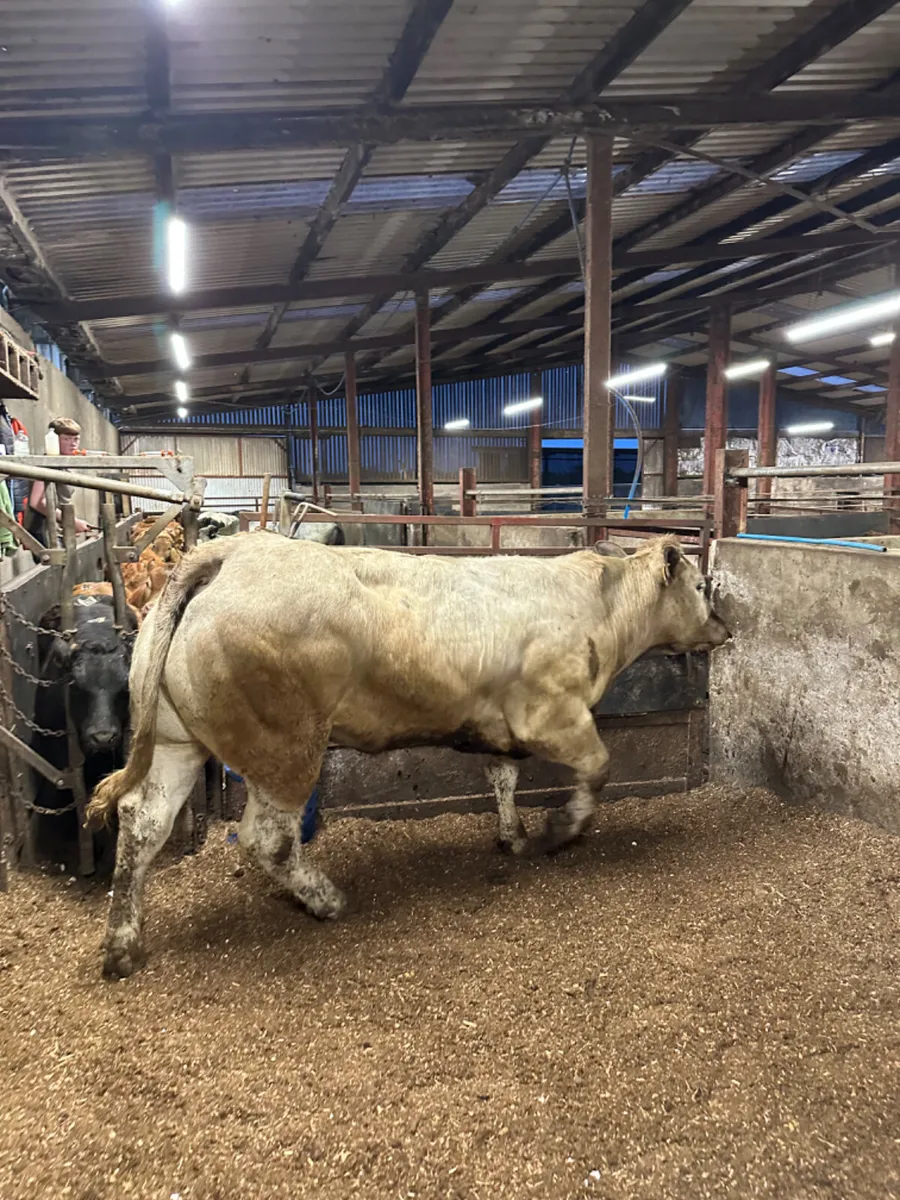 Springing Charolais heifer - Image 4