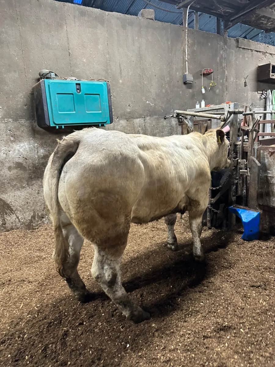 Springing Charolais heifer - Image 1
