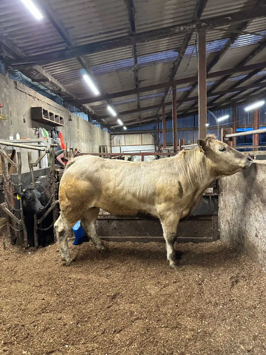 Springing Charolais heifer - Image 2
