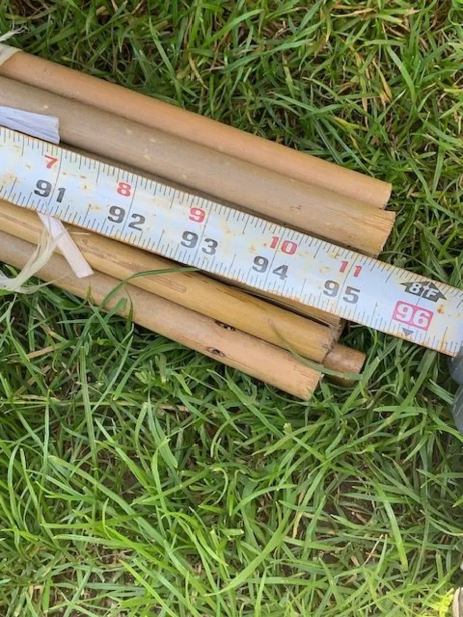 Bamboo poles 8' - Image 2