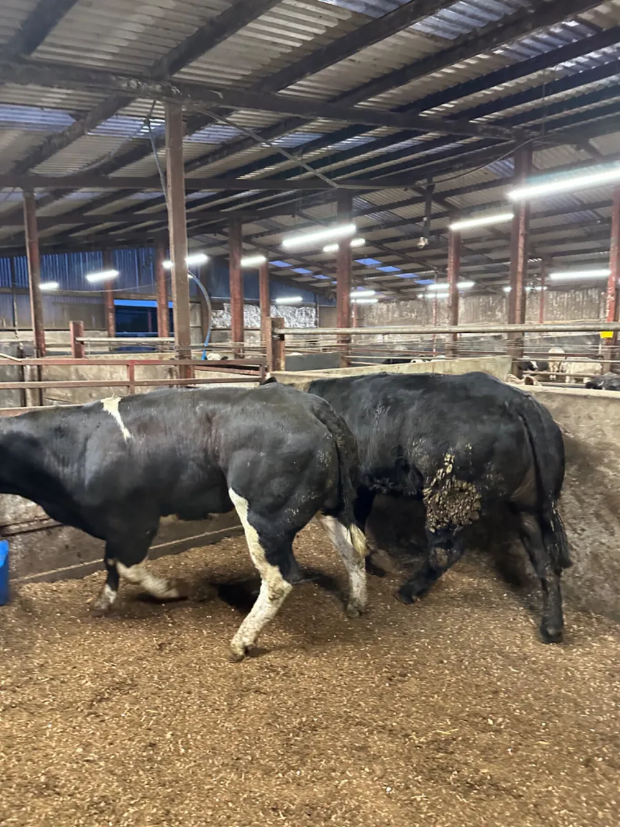 Lim springing heifers - Image 3