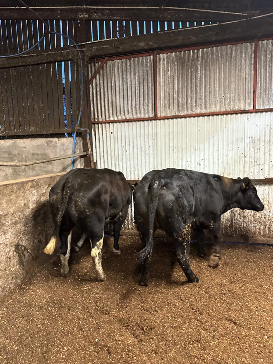 Lim springing heifers - Image 2