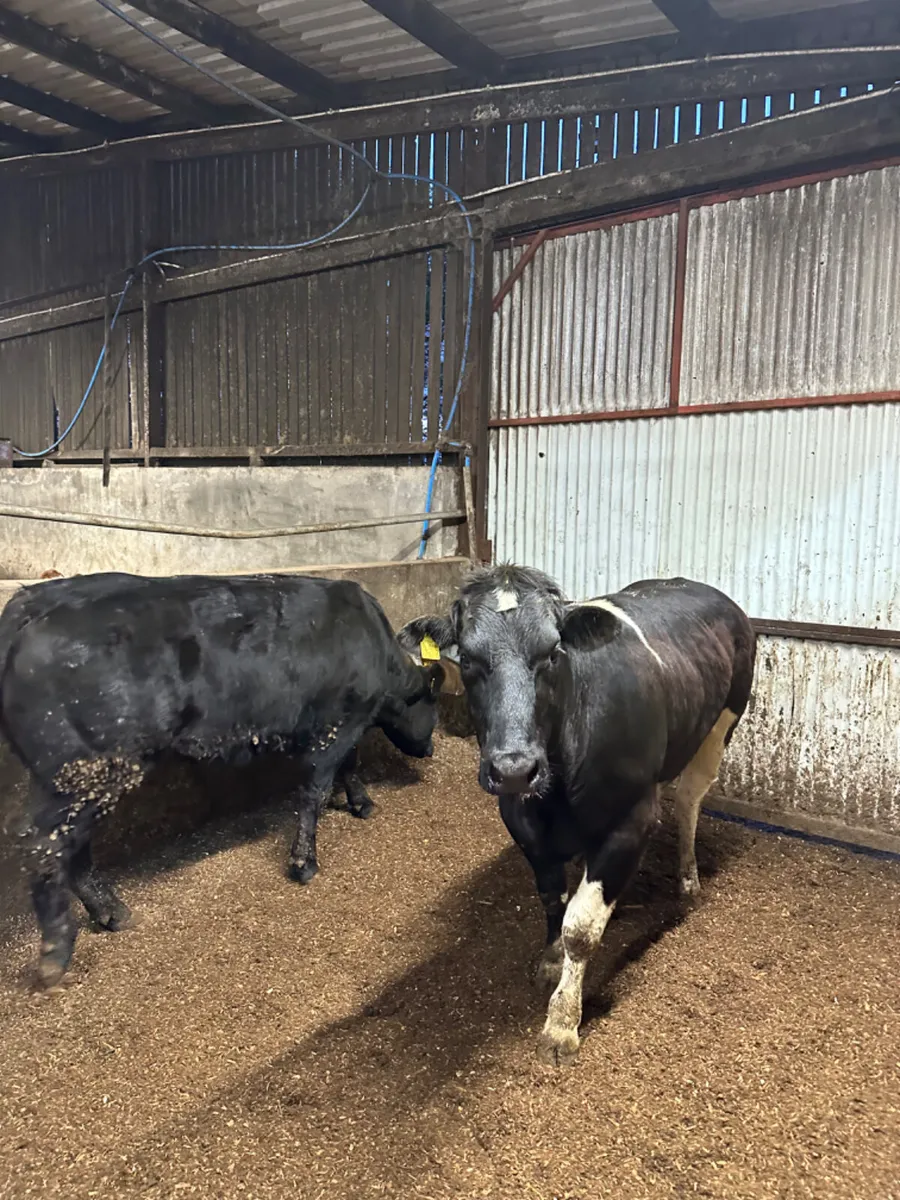 Lim springing heifers - Image 1