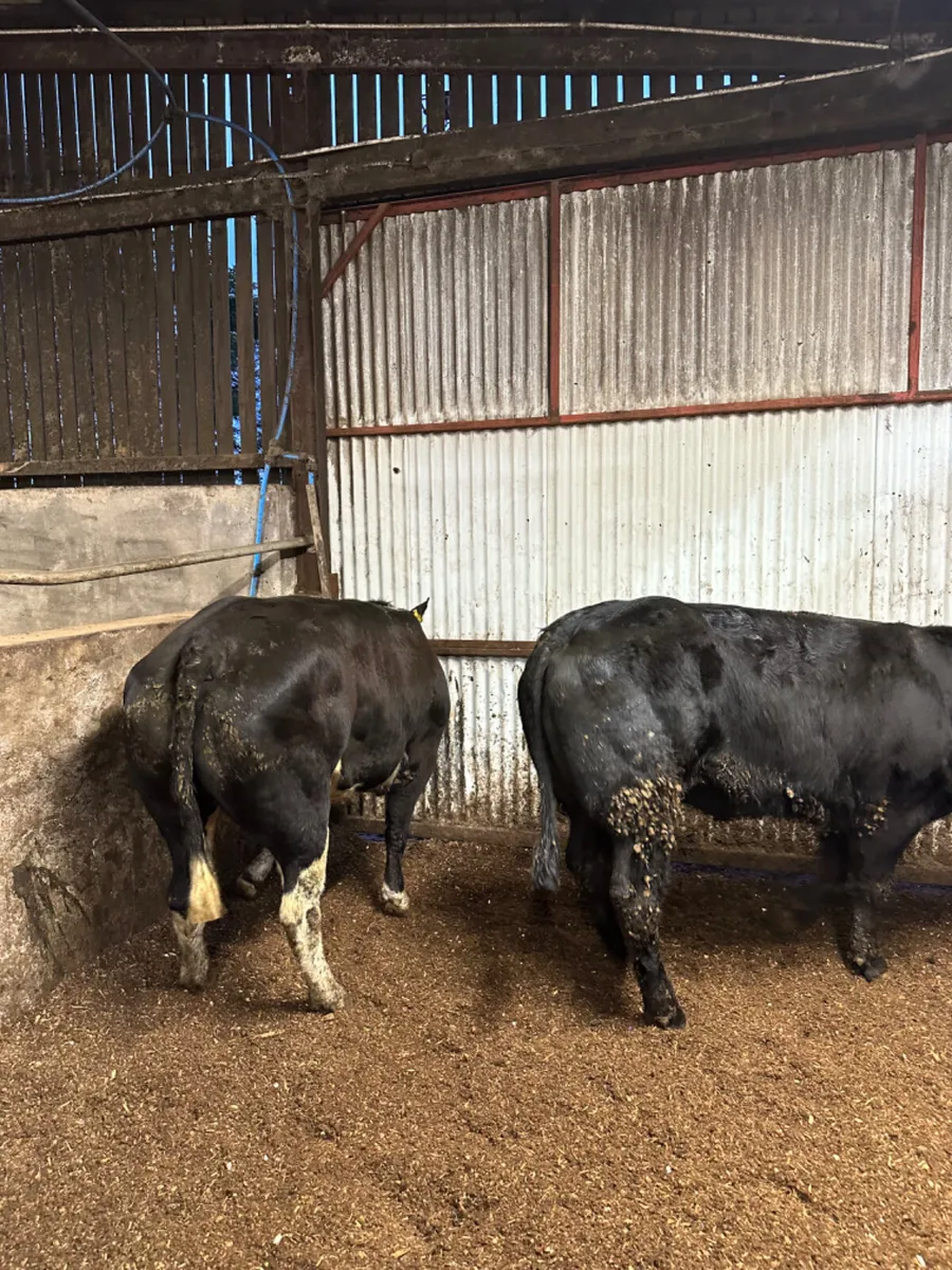 Lim springing heifers - Image 4