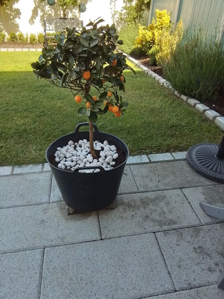Potted orange plant