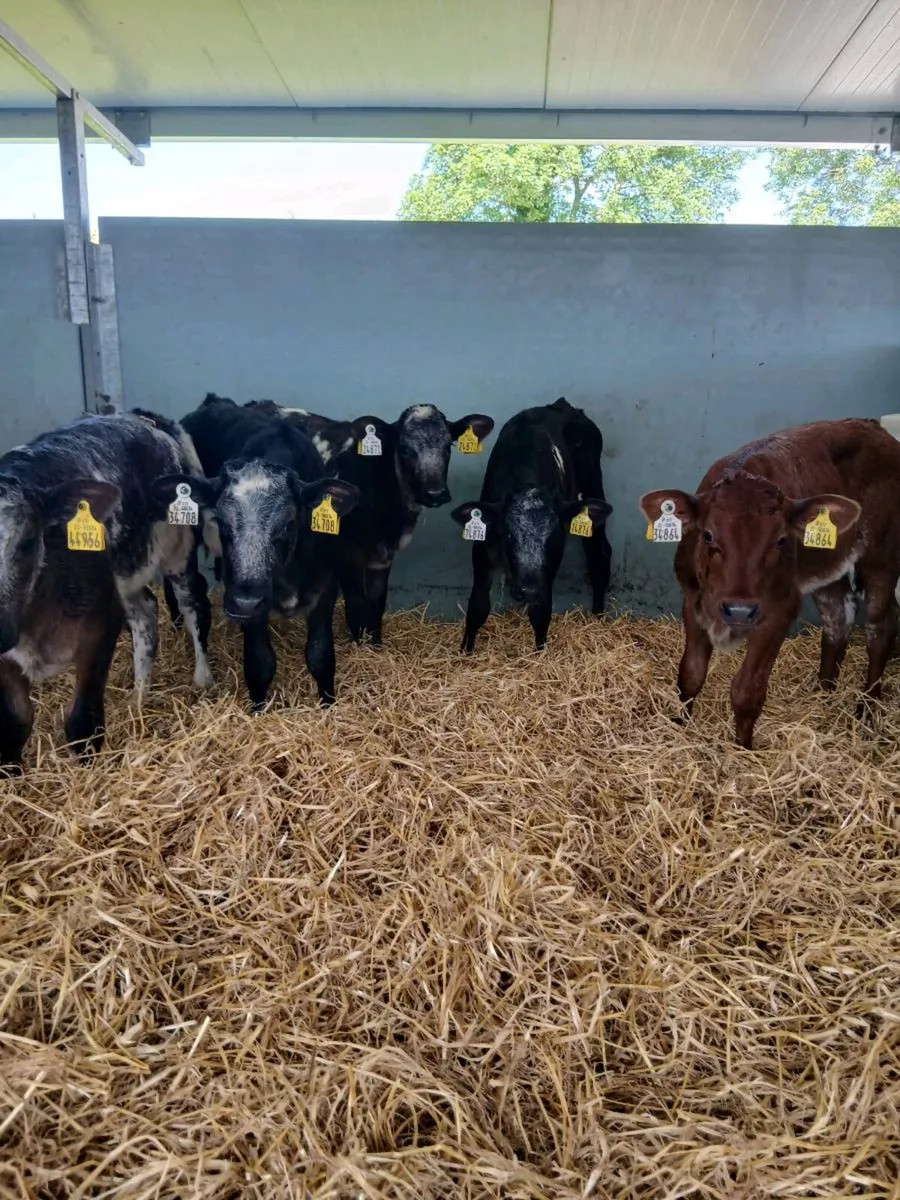 5 BB. Hf Calves - Image 2