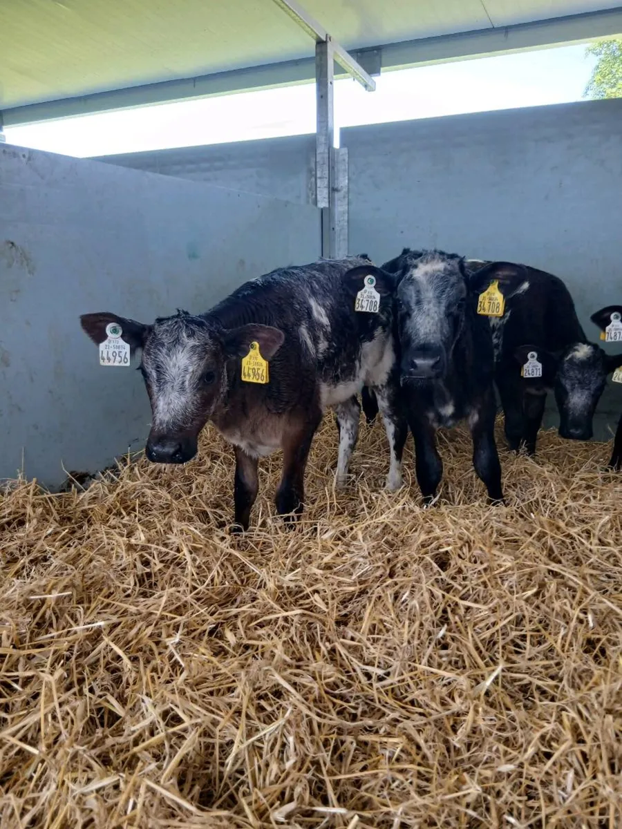5 BB. Hf Calves - Image 3