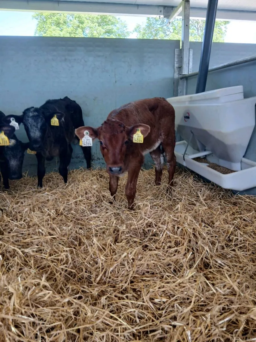 5 BB. Hf Calves - Image 4