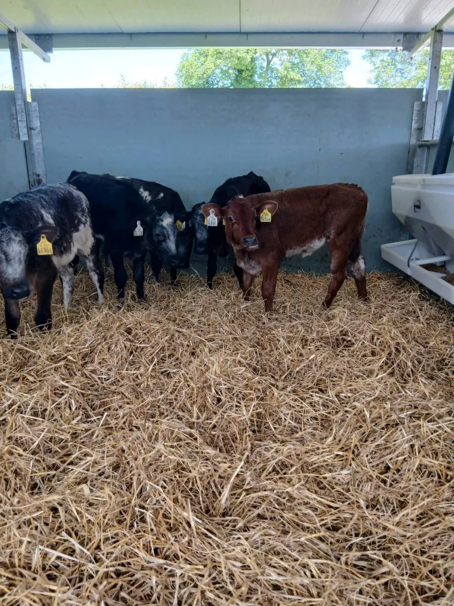 5 BB. Hf Calves - Image 1