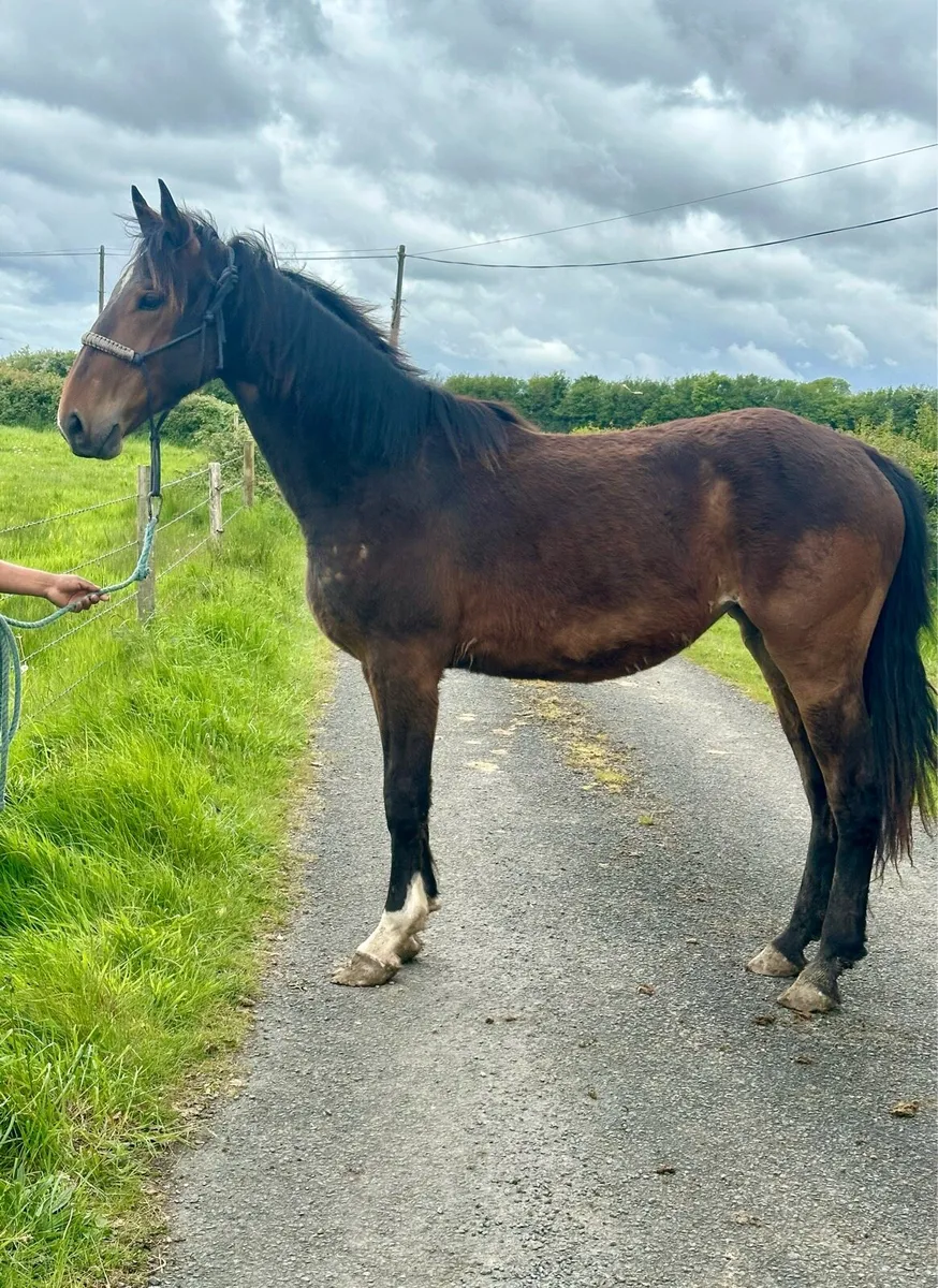 2 year old Irish Draught Fillies - Image 1
