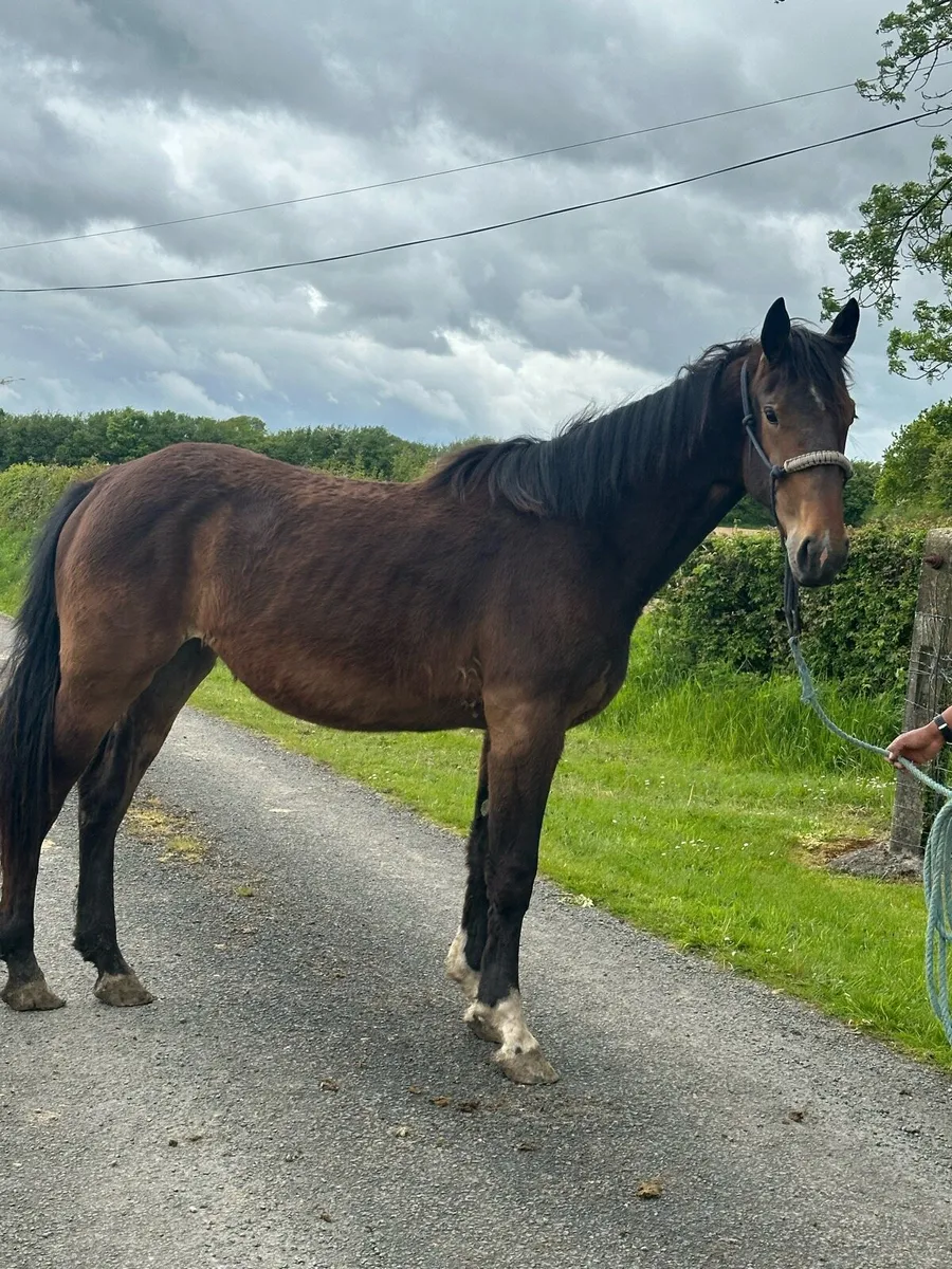 2 year old Irish Draught Fillies - Image 2