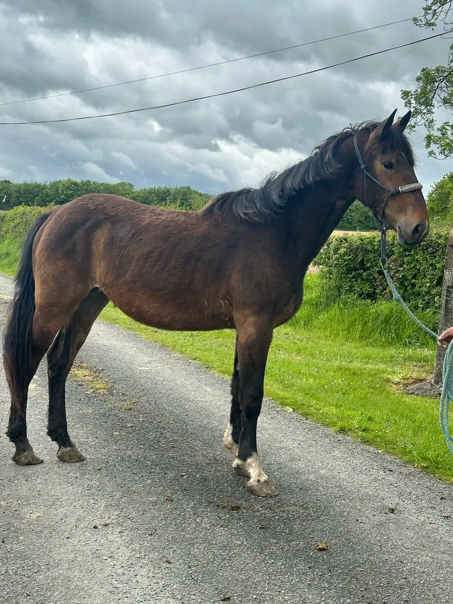 2 year old Irish Draught Fillies - Image 3